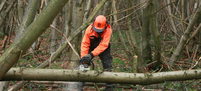 Tree surgery Maidstone, Kent Tree surgery Maidstone, Kent